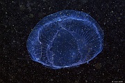 Aequorea vitrina Equoree de verre-Belle ile Pointe de Kerzo-4m-20160704-Denis-ADER-DSC_8696_tn
